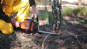 How Our Tree Care Process Works  in  Easley, SC